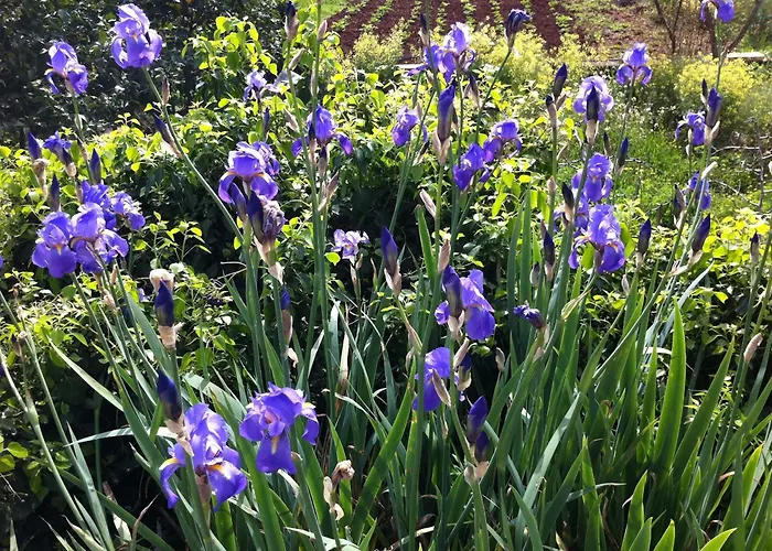 グリーン パーク *