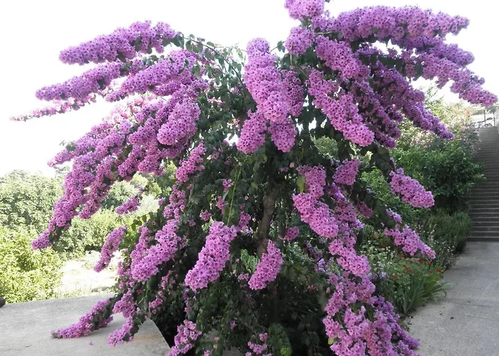 绿色公园公寓 *